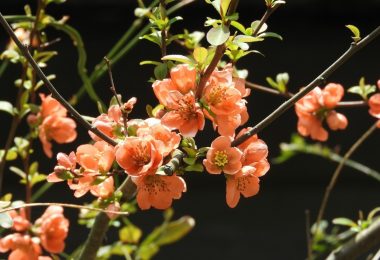 アカツメクサの花言葉 シロツメクサとは違う 赤花クローバー 花言葉のはなたま