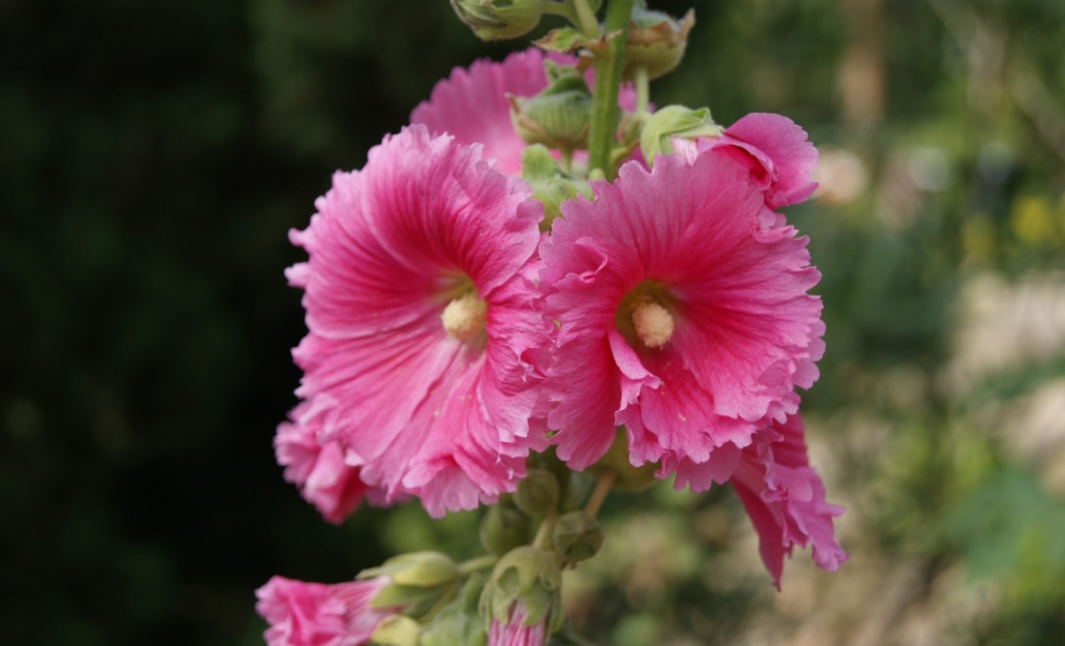 グロキシニアの花言葉 魅惑のエキゾチック 屋内園芸の女王 花言葉のはなたま