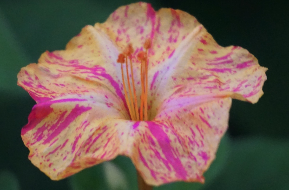 オシロイバナの花言葉 花よりタネに注目 ユニーク和のセンス 花言葉のはなたま