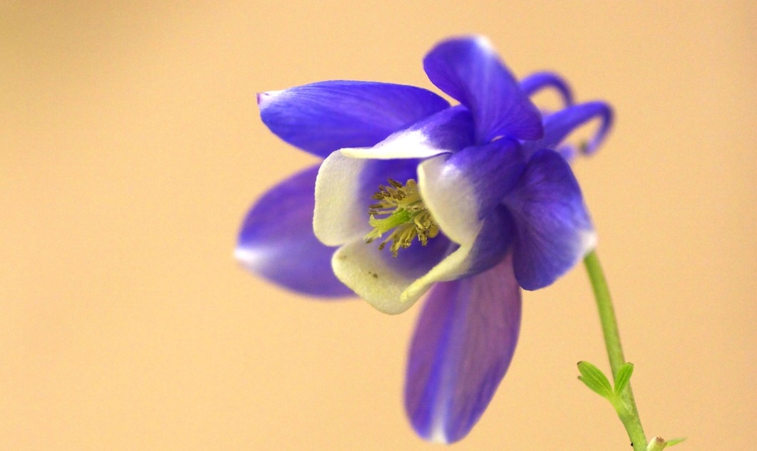 ニゲラの花言葉 幻想的で個性的な花ですが 花言葉に注意 花言葉のはなたま