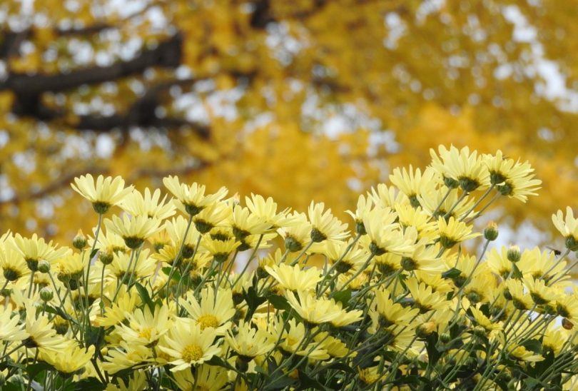 菊の花言葉 日本人の象徴の象徴は 歴史と共に育まれた高貴な花 花言葉のはなたま