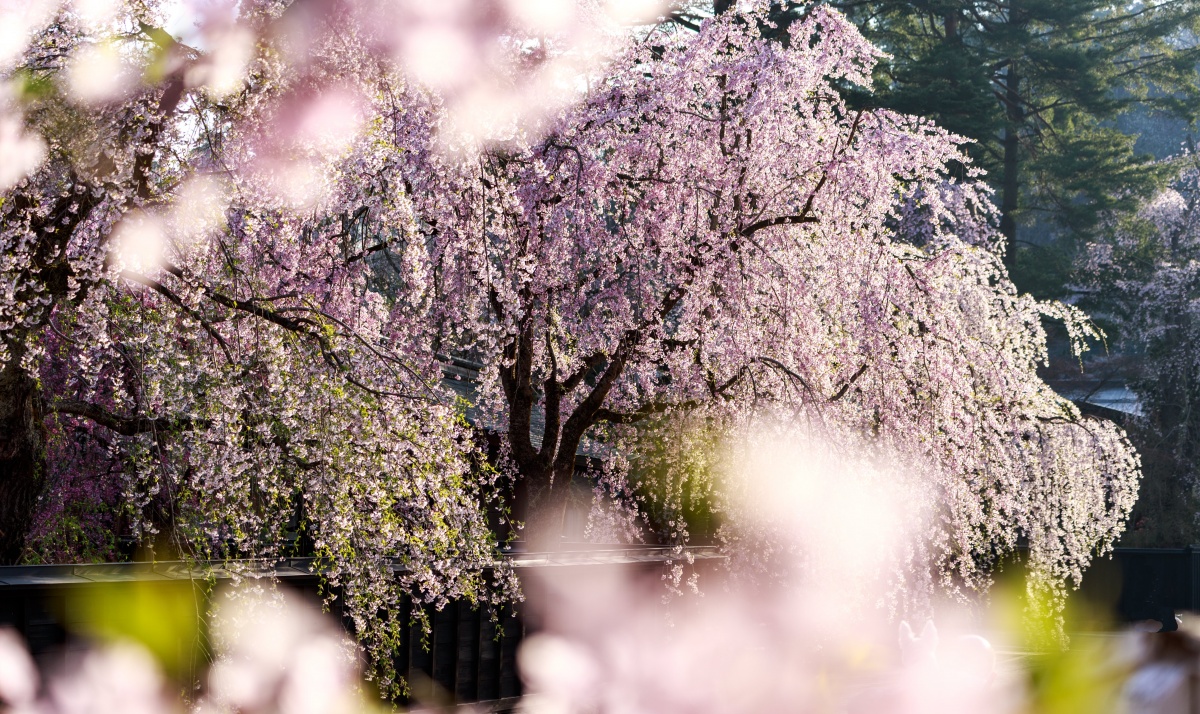 桜の花言葉 日本の国花は心の美と潔い生き方のメッセージ 花言葉のはなたま
