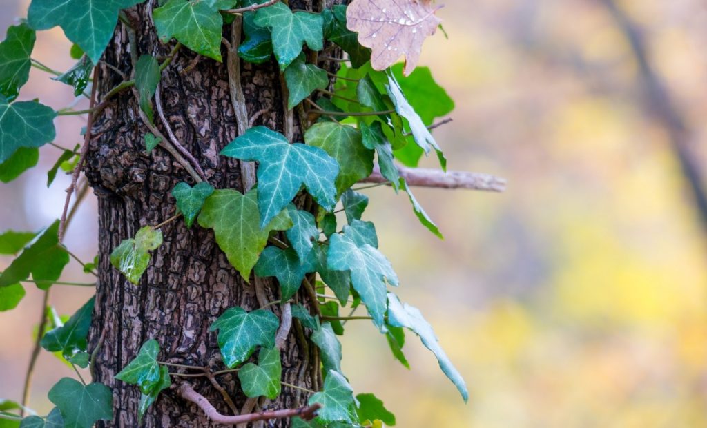 『鬼滅の刃』炭治郎と禰豆子の“強い絆”は奇跡を起こすか？ 兄妹の重要エピソードを振り返る｜Real Sound