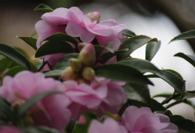 グロキシニアの花言葉 魅惑のエキゾチック 屋内園芸の女王 花言葉のはなたま