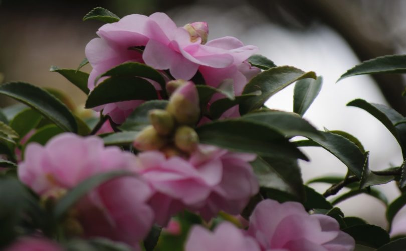 サザンカの花言葉 極寒に咲く健気で謙虚な花 でもツンデレ 花言葉のはなたま