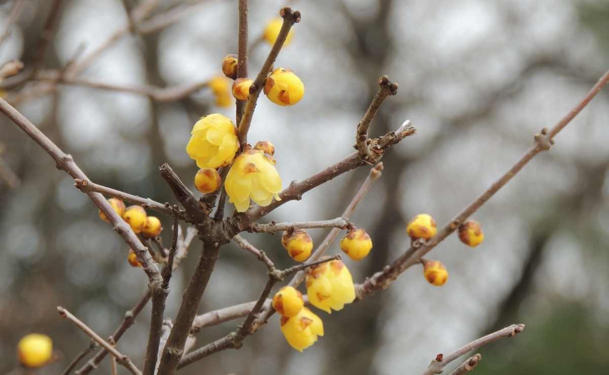 エニシダの花言葉 魔女のホウキの素材はグリーンの香の花木 花言葉のはなたま