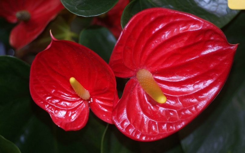 アンスリウムの花言葉 ちょっと艶めかしい祝福の真っ赤なハート 花言葉のはなたま