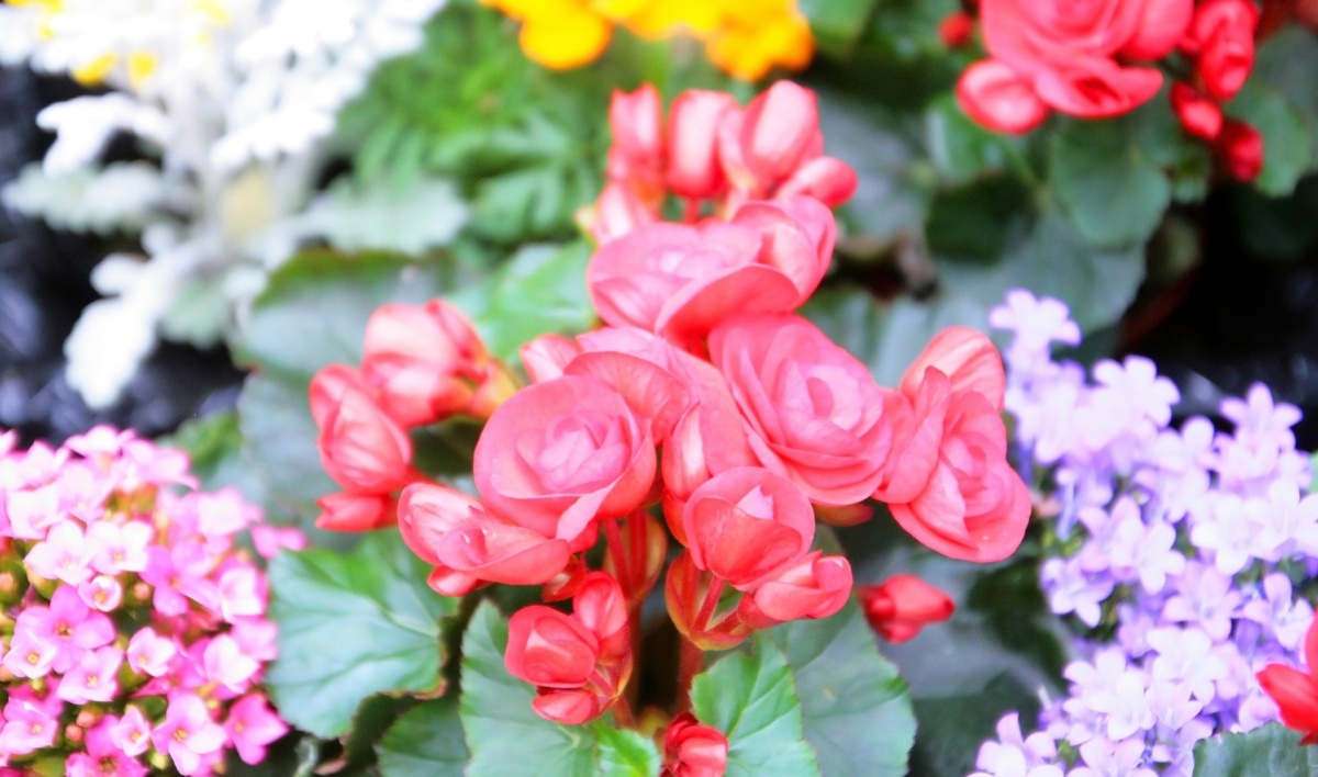 ベゴニアの花言葉 告白も贈答も何でもok 花言葉のデパート 花言葉のはなたま