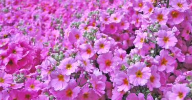 プリムラの花言葉 極寒の季節に咲く青春のシンボルの花 花言葉のはなたま