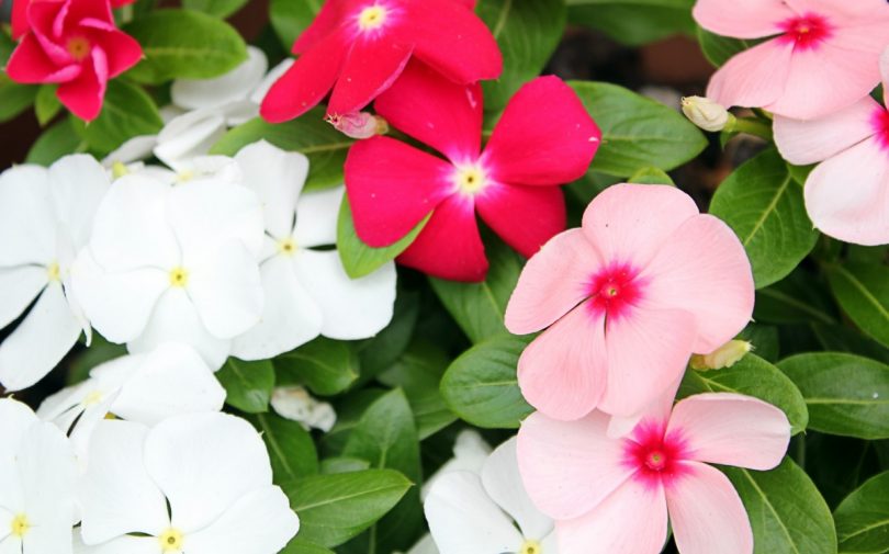 ニチニチソウの花言葉 夏の寄せ植えの定番 毎日そばにいる花 花言葉のはなたま