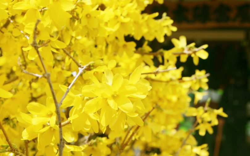 レンギョウの花言葉 春の喜びを表す 希望あふれる黄金のベル 花言葉のはなたま