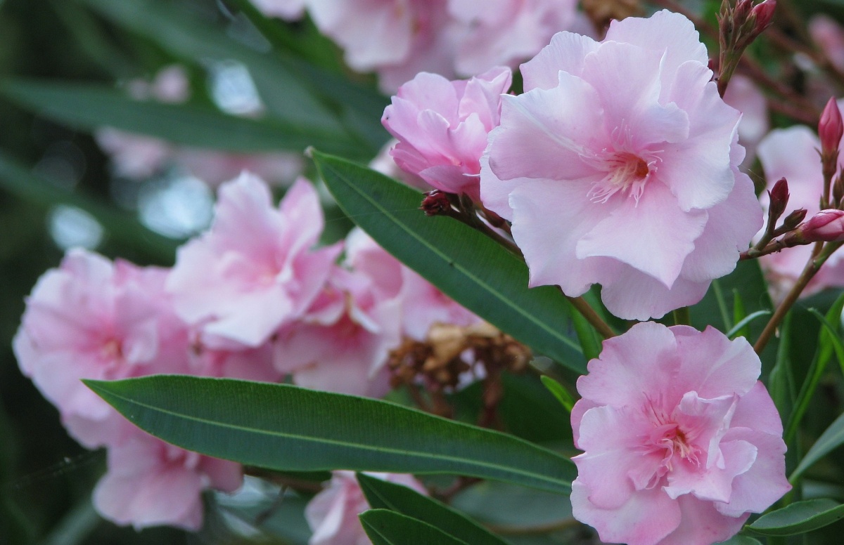 ハナズオウの花言葉 不吉な伝説があっても 春の喜びの象徴 花言葉のはなたま