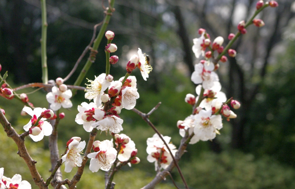 梅の花言葉 日本は天神様の花 世界では中国人の好きな花 花言葉のはなたま