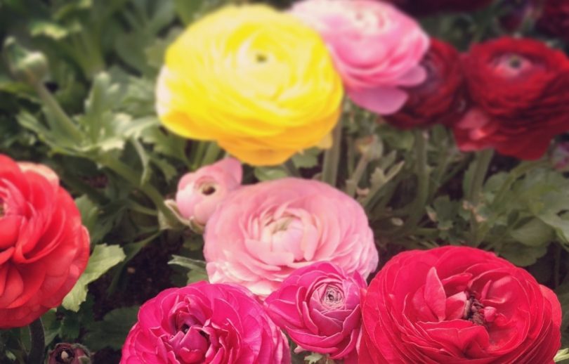 ラナンキュラスの花言葉 まばゆい魅力の素敵なあなたへ贈る花 花言葉のはなたま