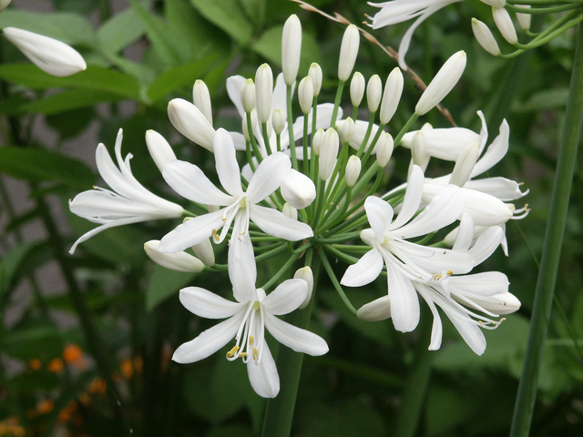 アガパンサス白花