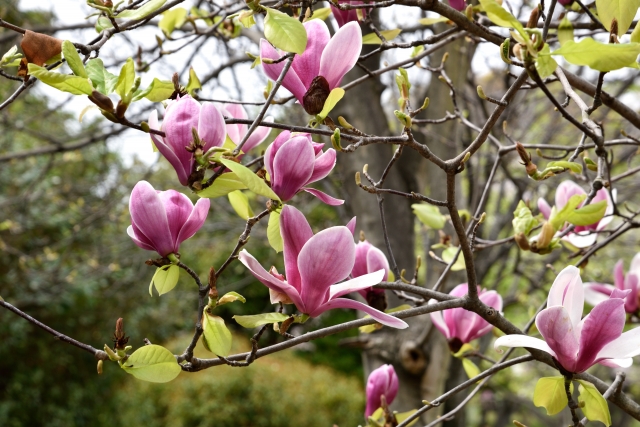 モクレンの花言葉 大きな花は威厳を表し 小さな花は友愛の印 花言葉のはなたま