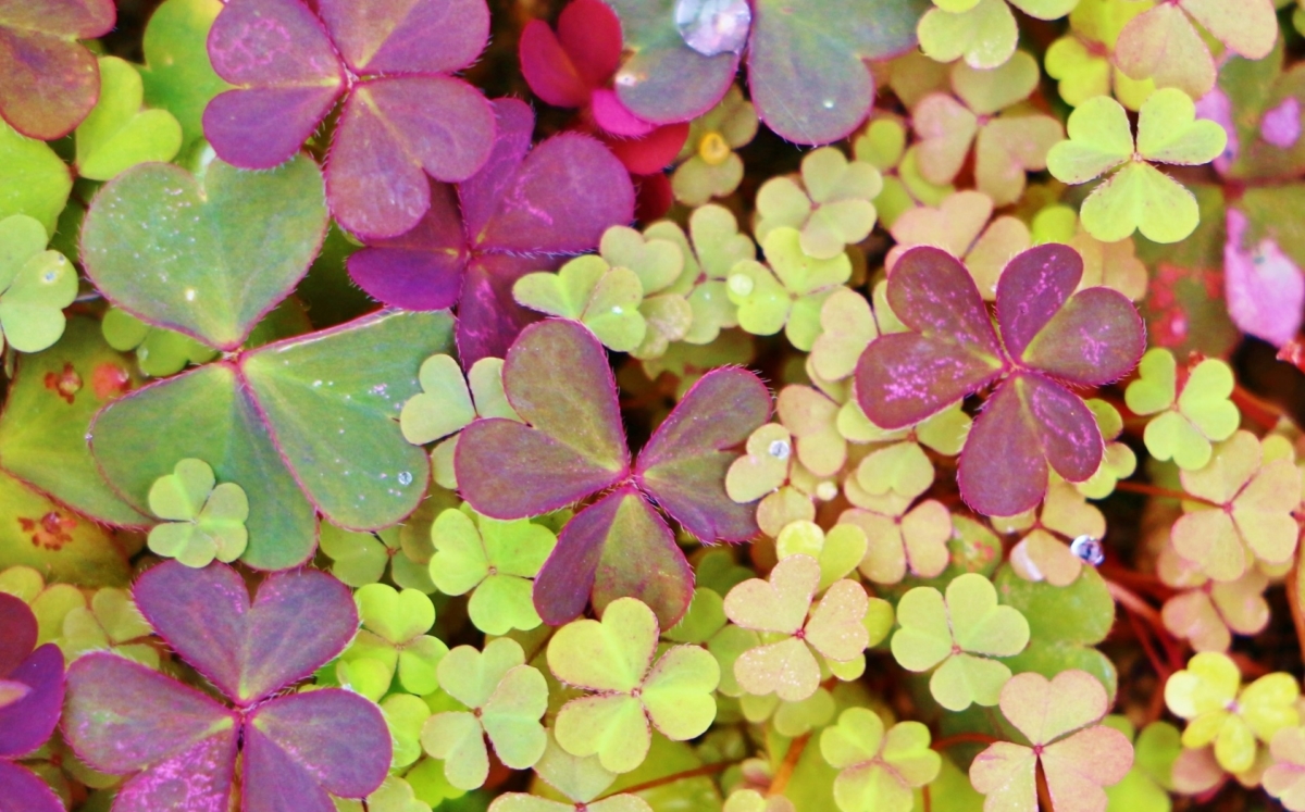 カタバミの花言葉 雑草だけどご利益ありそうなハートの三つ葉 花言葉のはなたま