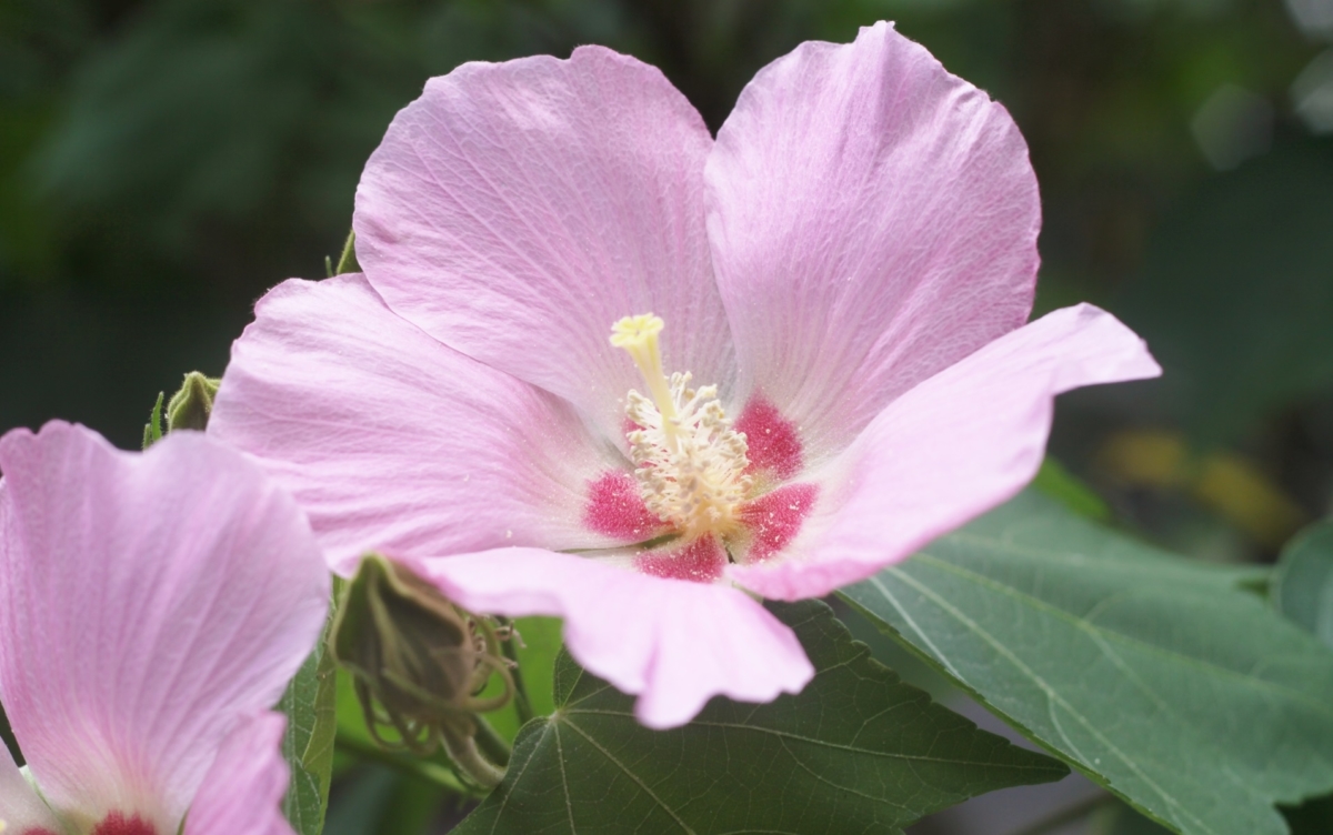 フヨウの花言葉 日本古来の花 蓮 ハイビスカス 本当は何者 花言葉のはなたま