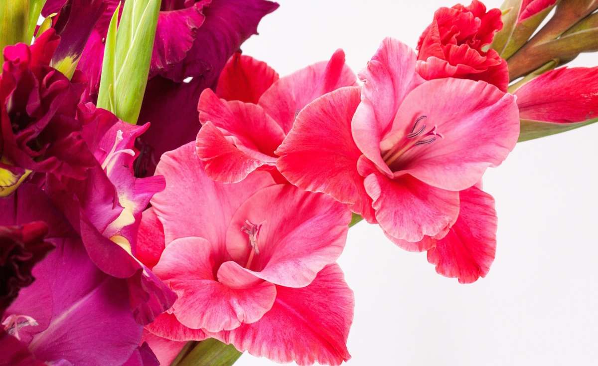 ハナズオウの花言葉 不吉な伝説があっても 春の喜びの象徴 花言葉のはなたま