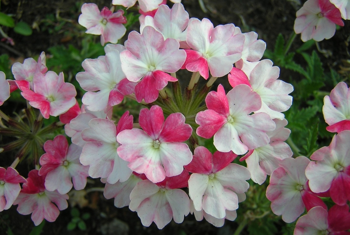 バーベナの花言葉 良い力で人々を結び付ける神聖な花 花言葉のはなたま