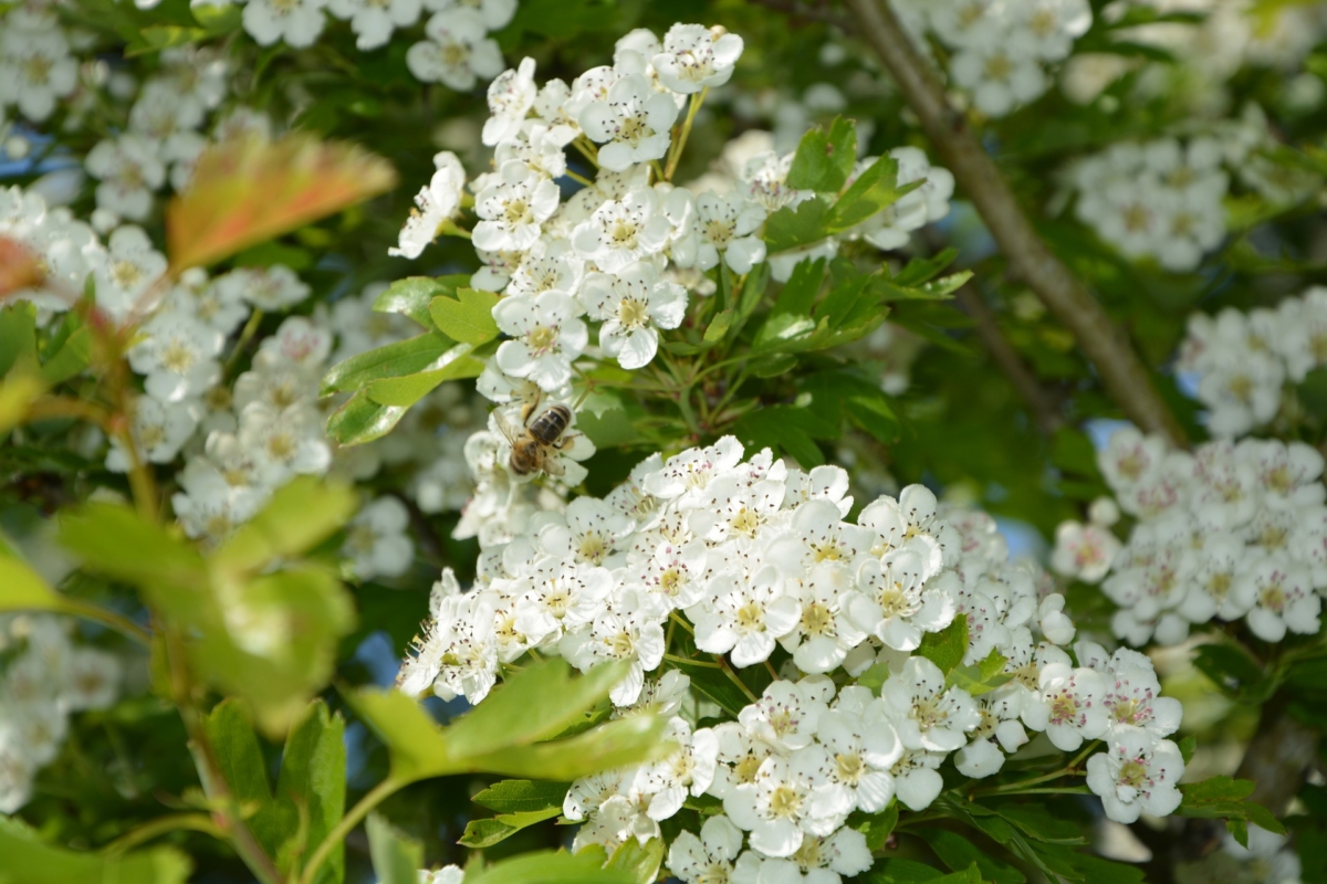 サンザシの花言葉 欧州で一番ステキな季節に咲く5月祭の花 花言葉のはなたま