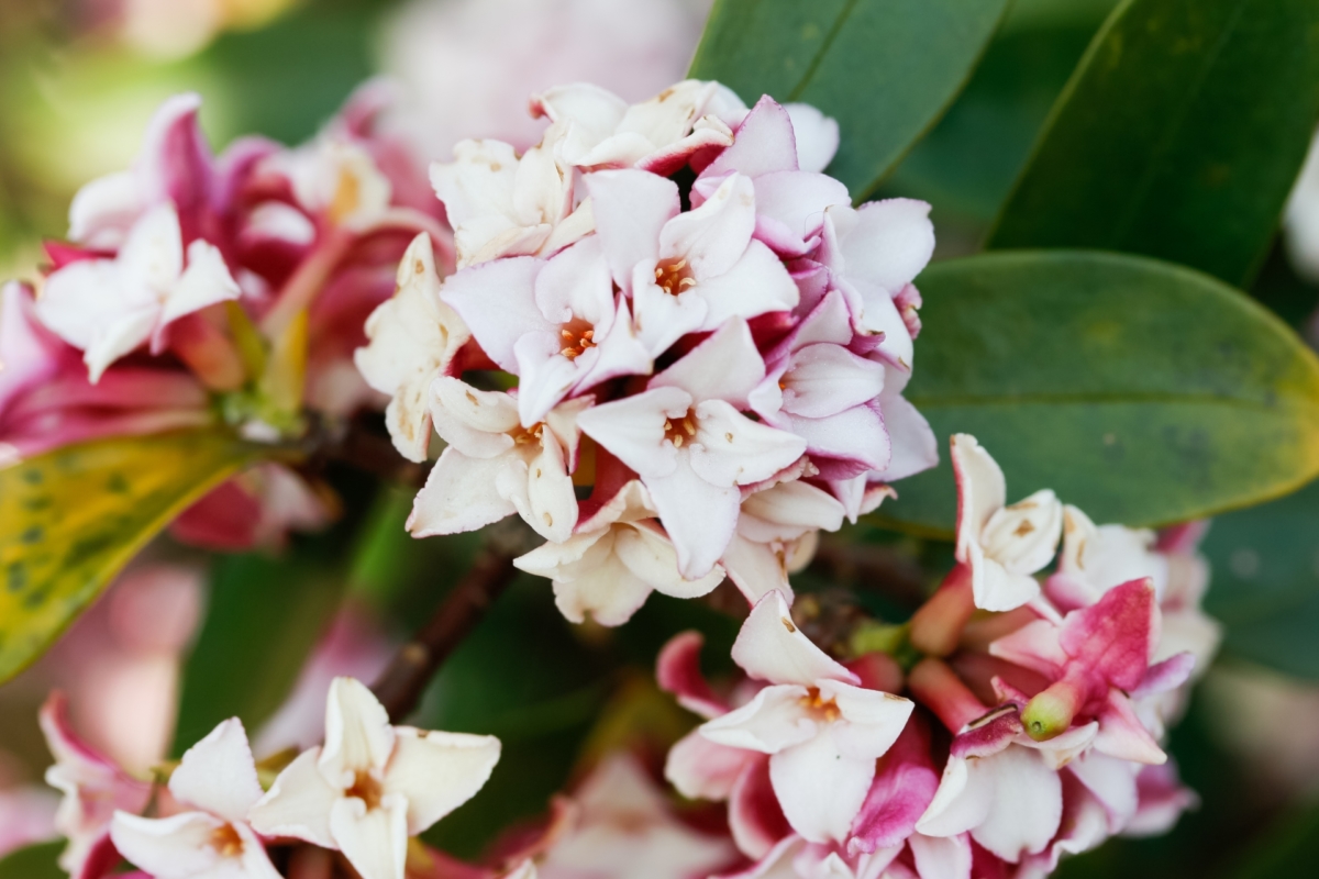 サンザシの花言葉 欧州で一番ステキな季節に咲く5月祭の花 花言葉のはなたま