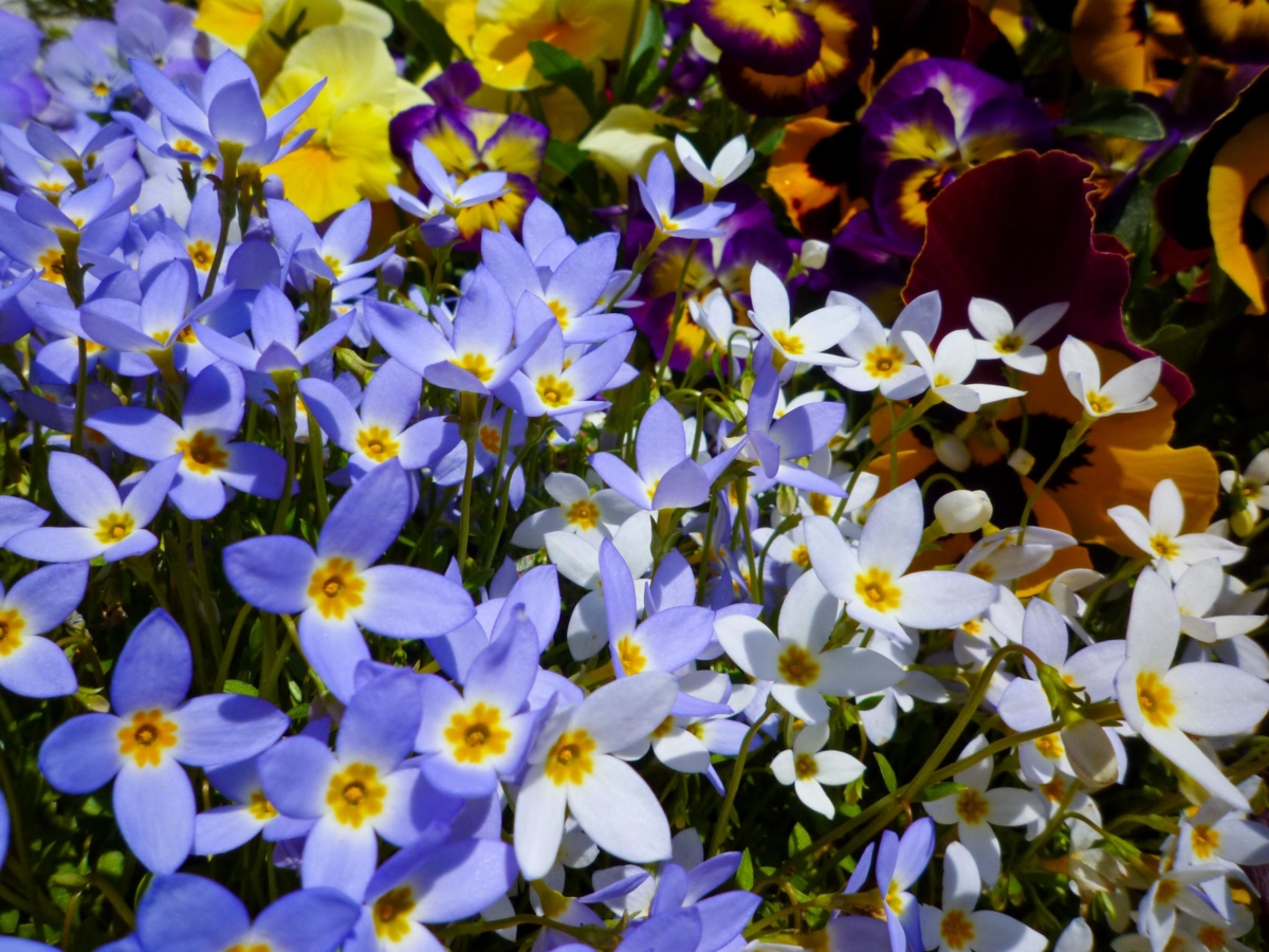 ヒナソウの花言葉 春の野を覆う小さくて可愛らしい水色の花 花言葉のはなたま