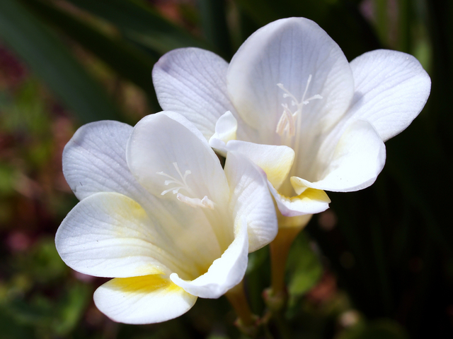 フリージア白花