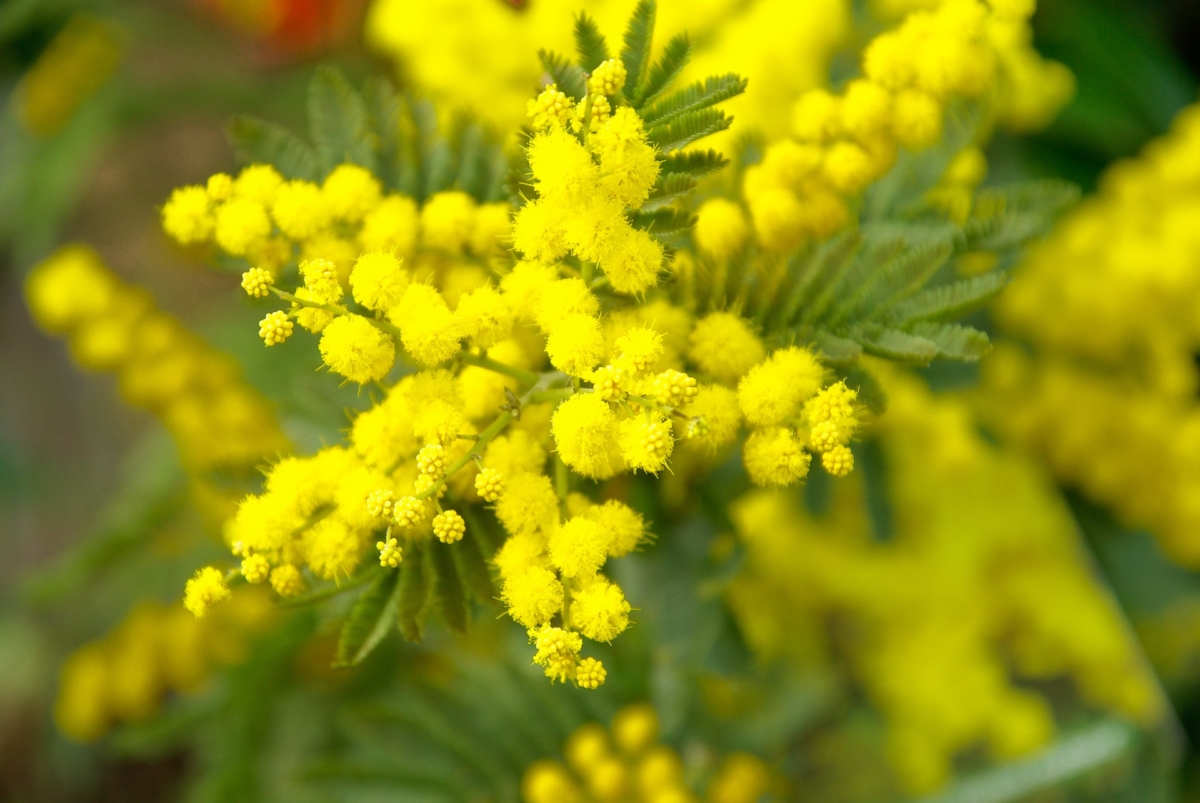 ミモザの花言葉 アカシアの黄色い花は女性の強さのシンボル 花言葉のはなたま