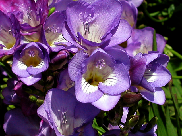 フリージア淡紫の花