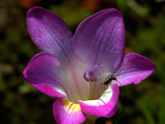 フリージア紫花