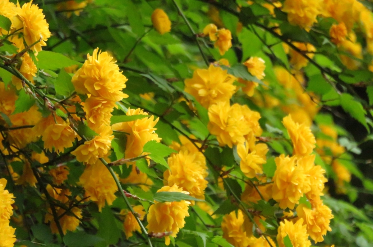 ヤマブキの花言葉 山吹色は黄金色 洗練された小判色 花言葉のはなたま