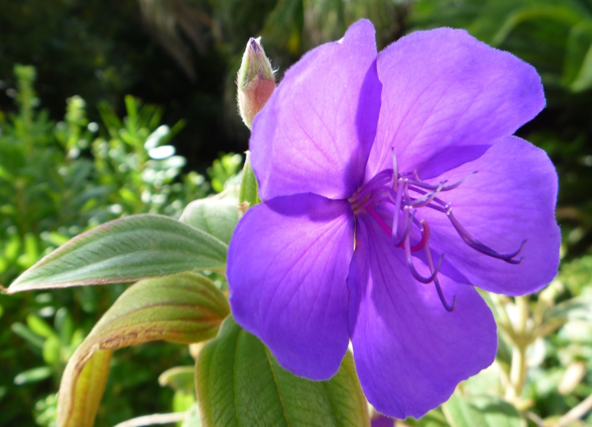 シコンノボタンの花言葉 南国から来て和に溶け込む渋いやつ 花言葉のはなたま