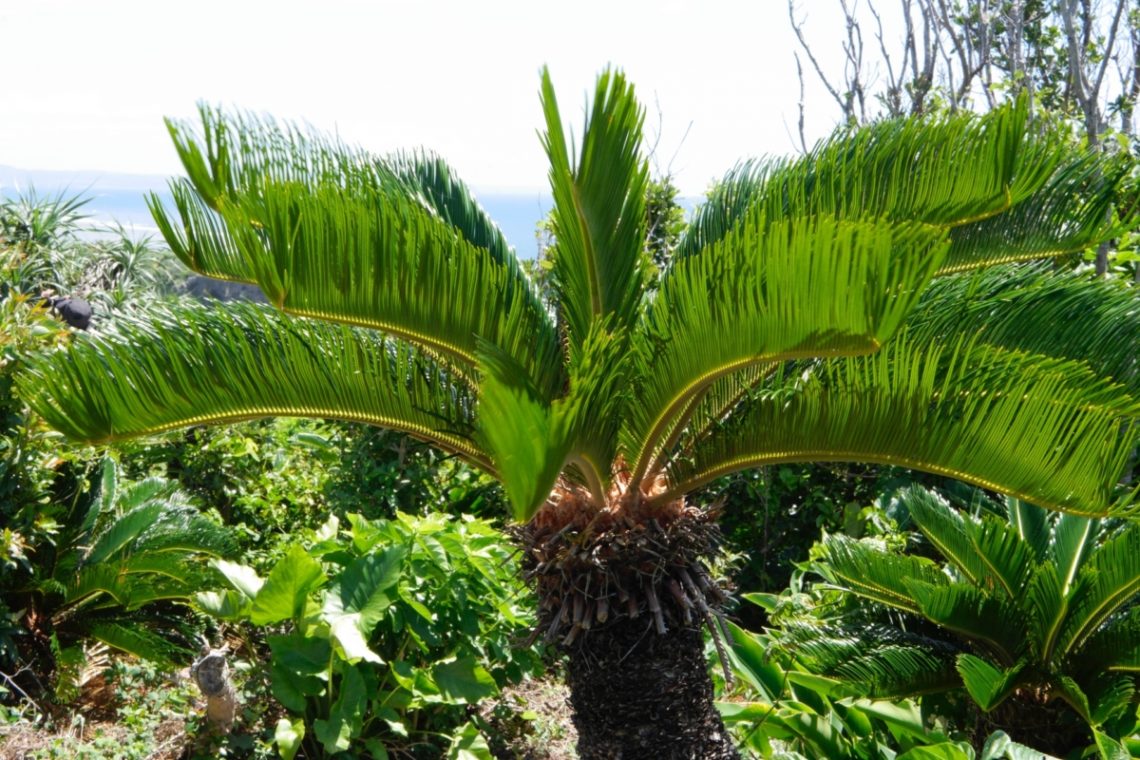 ヨーロッパで最も希少な植物の 1 つ: 本物の生きた化石、アスプレニウム ブルビフェルム