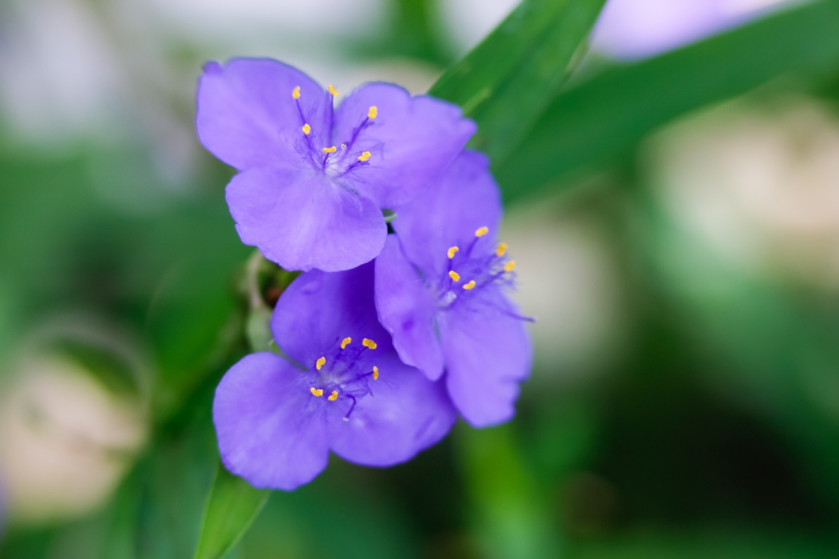 ムラサキツユクサの花言葉 半日花の青色はマリア様の服の色 花言葉のはなたま