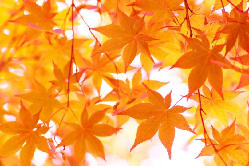 カエデの花言葉 日本人の秋の心象風景を彩る錦の紅葉 花言葉のはなたま