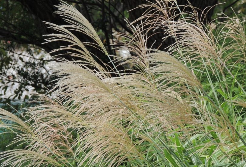 ススキの花言葉 秋の野に立つ物憂い姿の裏のたくましさ 花言葉のはなたま