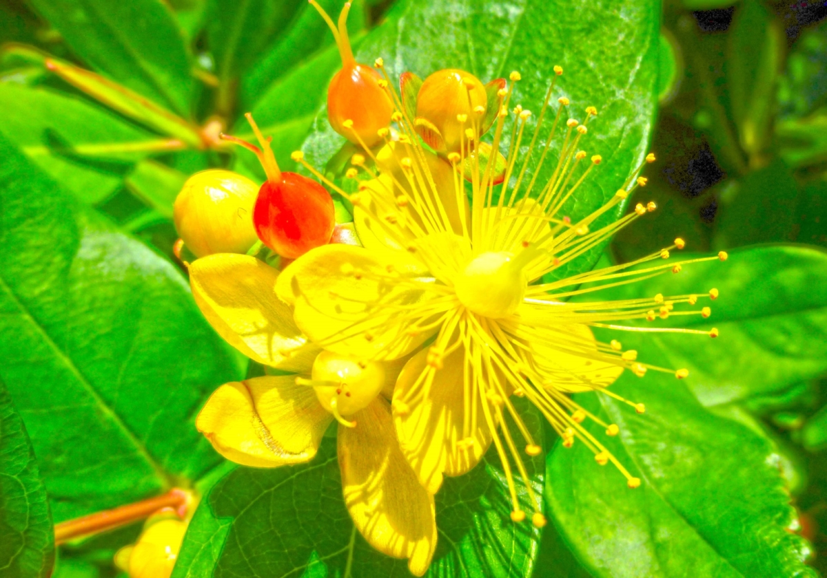 ヒペリカムの花言葉 華やかに輝く金糸の梅の仲間たち 花言葉のはなたま