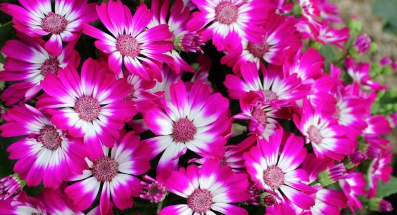トップ100 元気 花 言葉 すべての美しい花の画像