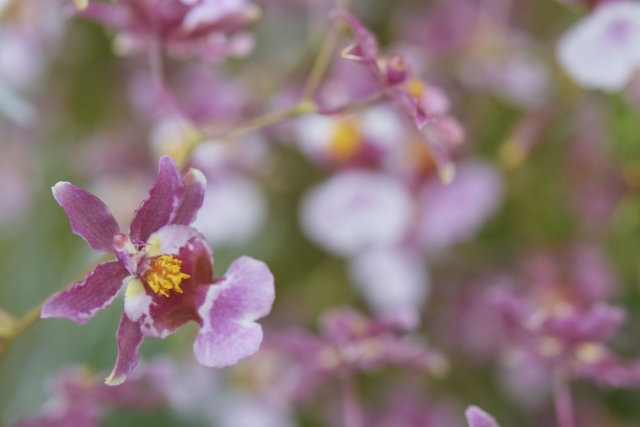 オンシジューム紫花