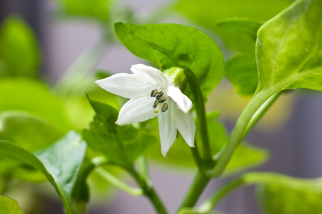 パプリカの花言葉 歌詞にリンクする花言葉の由来を考える 花言葉のはなたま